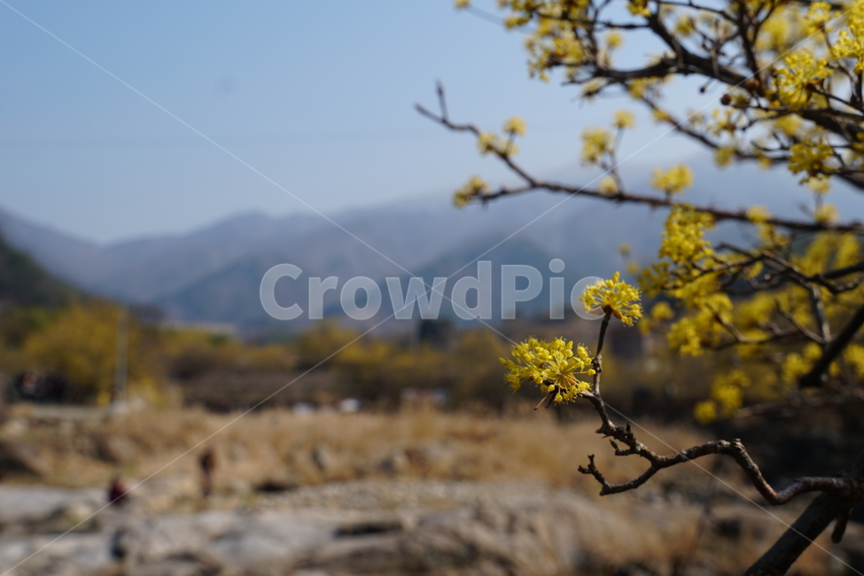 구례,산수유,축제,계곡,배경,식물,자연,plants,nature,꽃,flower