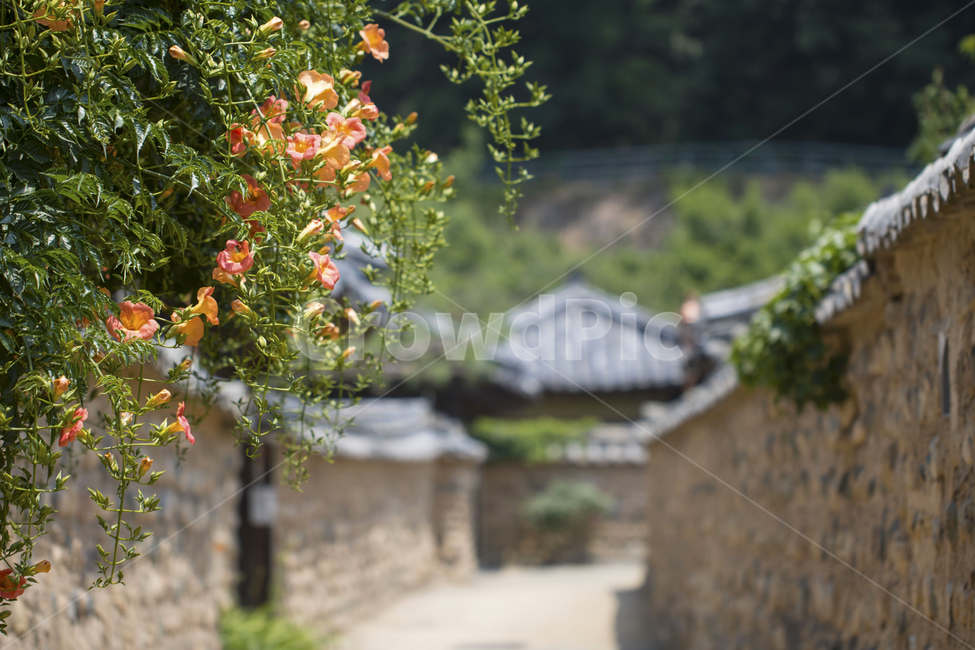 능소화,식물,꽃,돌담,기와,여행,풍경,동양,한국,개화,골목,시골,주황색,초록색,자연,여름,아름다운,배경,백그라운드,다울,시골,마을,풍경,landscape,country,rural,town,골목길,alley,한국전통,한국문화,korean traditional,korean culture,식물,자연,plants,nature,꽃,flower,plant,tree,나무
