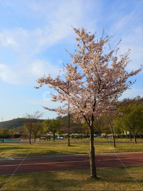 벚꽃,벛꽃나무,봄,한강공원,나무,난지공원,햇살,구름,하늘,한국경치,한국풍경,나무한그루,벤치,의자,쉼,여유,4월,tree,cherryblossoms,자연,풍경,잔디