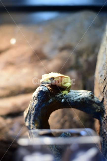 gecko,snake,Crested,reptile,lizard