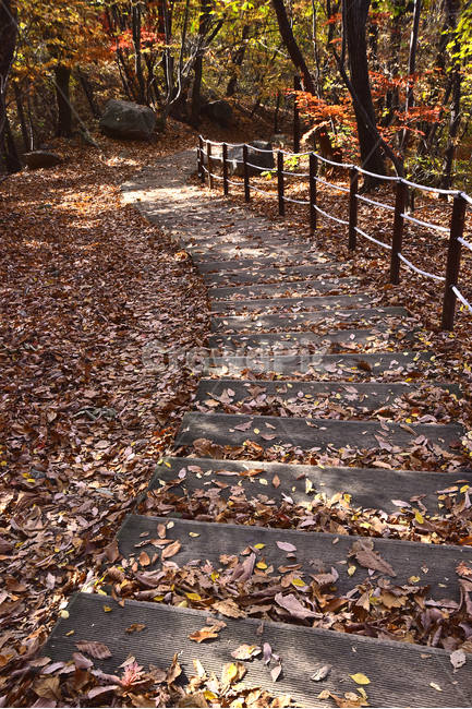 낙엽,햇살,가을,가을배경,단풍잎,red,분위기,emotional,sensible,가을풍경,자연,fall,autumn,season,nature,outdoors,옥외,힐링,healing,인적없는,호젓한,한적한,배경,바탕,백그라운드,background,시즌,계절,가을분위기,칼라풀,계단,목재,산책로,leaf,잎,plant,식물,tree,늦가을,ground,바닥,가을,계절,fall,autumn,season,자연,풍경,nature,landscape