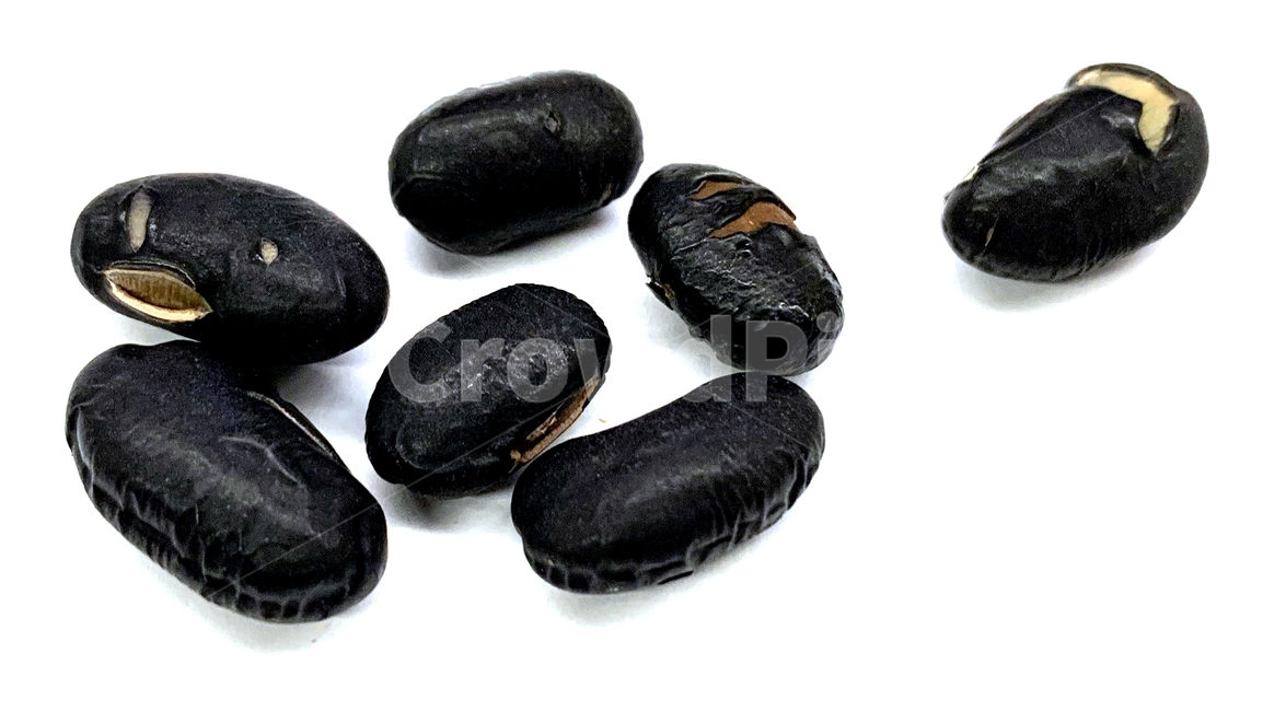 백태,서리태,콩,원두,땅콩,plant,식물,견과류,견과,검은콩,검정콩,흑태,서목태,알콩,nut,너트,식품,food,콩류,견과류,beans,pulse,nuts,dry fruits