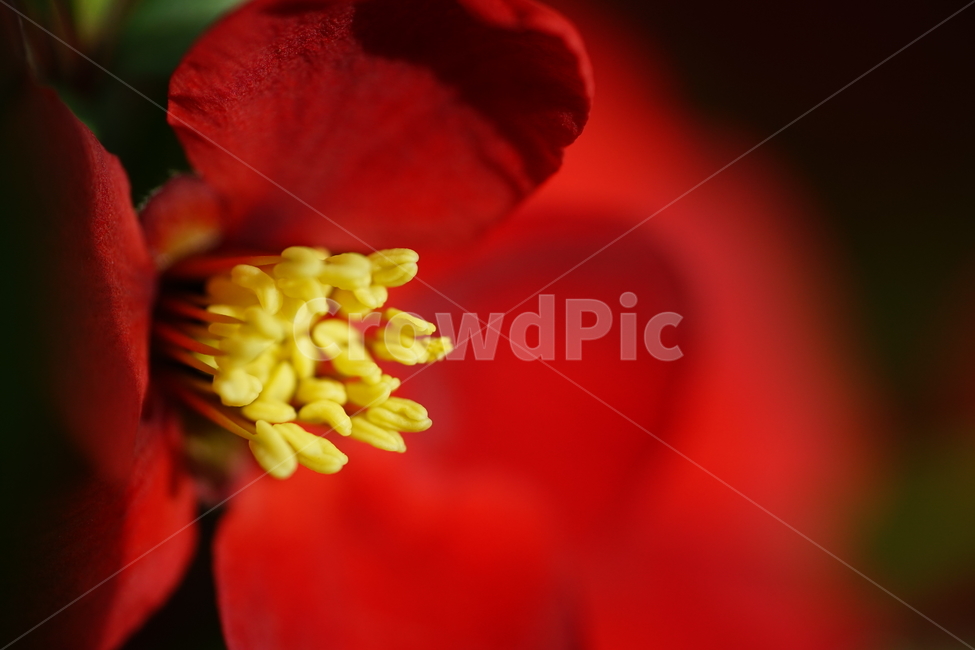 꽃,플라워,flower,레드,빨강,봄,봄꽃,풍경,풍경사진,식물,생명,자연,색감,빨간색,red,접사,화단,잎,식물,자연,plants,nature,꽃,flower
