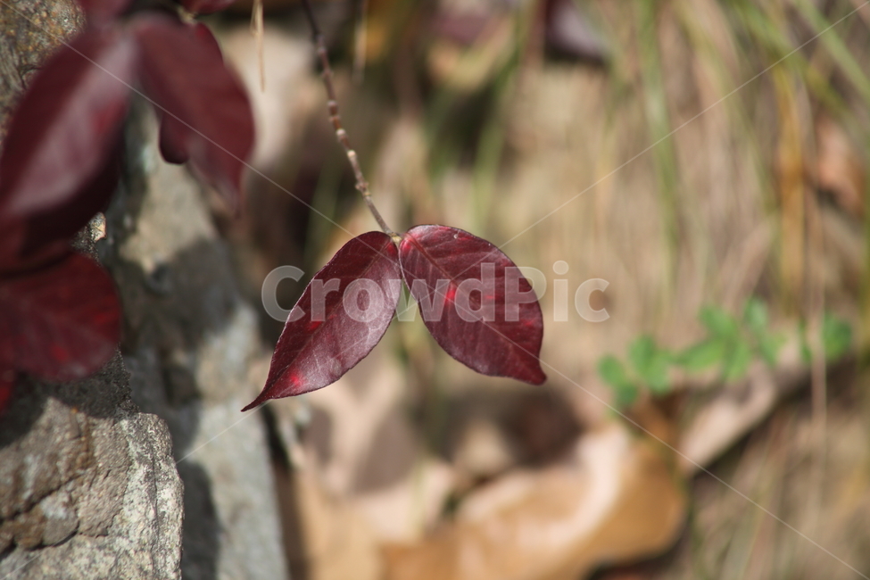 단풍,잎,마삭줄,redleaves,plant,Trachelospermum,가을,계절,fall,autumn,season,식물,자연,plants,nature,veins,정맥
