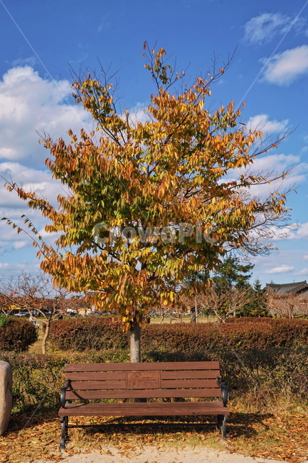 벤치,bench,나무,tree,식물,plant,풍경,가을,fall,autumn,단풍,가을,계절,fall,autumn,season,furniture,가구,tree trunk,나무 줄기