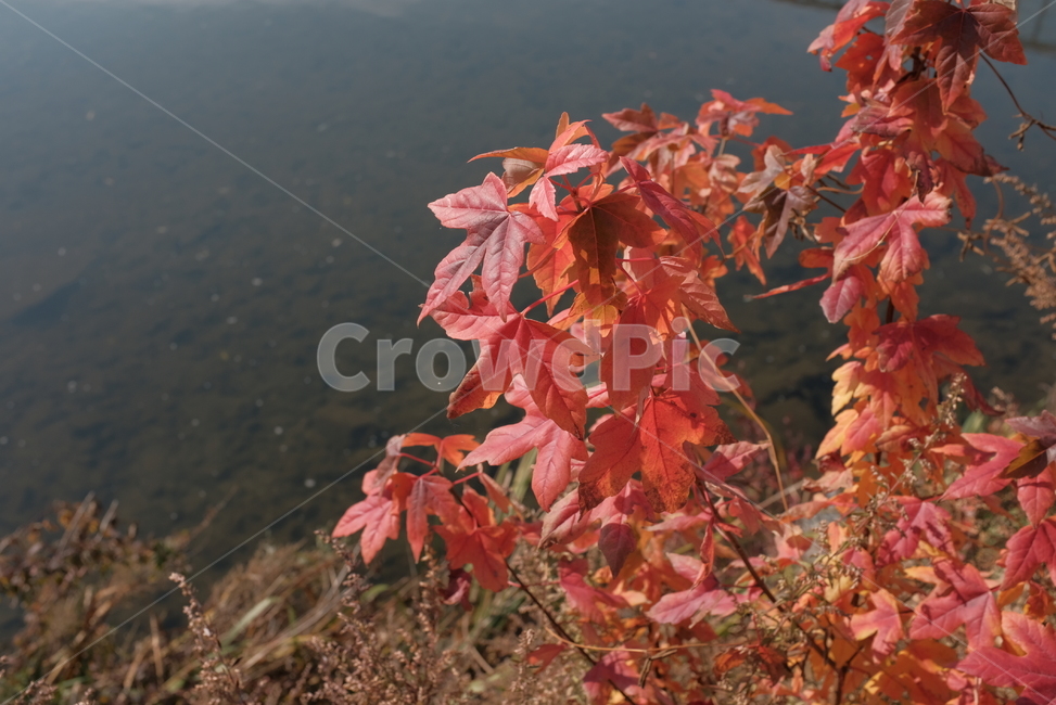 강,물,붉은잎,단풍,가을,가을,계절,fall,autumn,season,자연,풍경,nature,landscape,leaf,잎,plant,식물,tree,나무