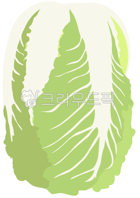 배추, 초록배추, headcabbage, 머리양배추, vegetable, 사진,이미지,일러스트,캘리그라피 - nut작가