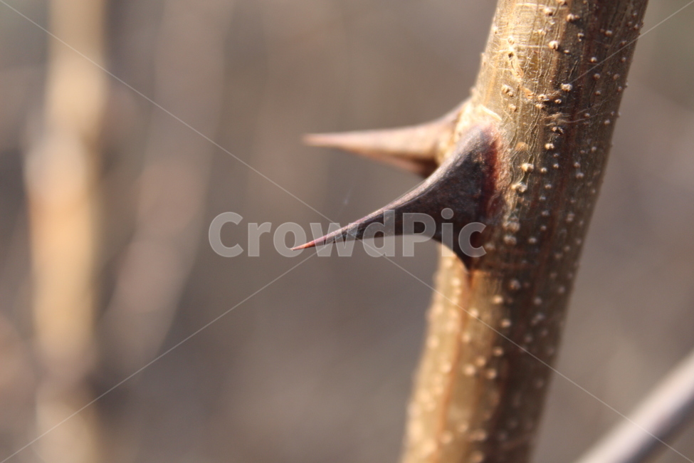 나무,가시,아카시아,tree,acacia