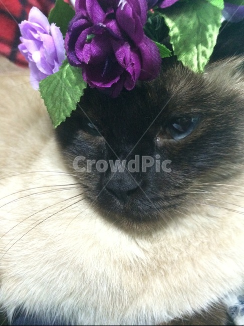 고양이,샴고양이,꽃미모,꽃냥이,여신고양이,나른고양이,동물,animal,포유류,mammal,고양이,cat,kitten,kitty