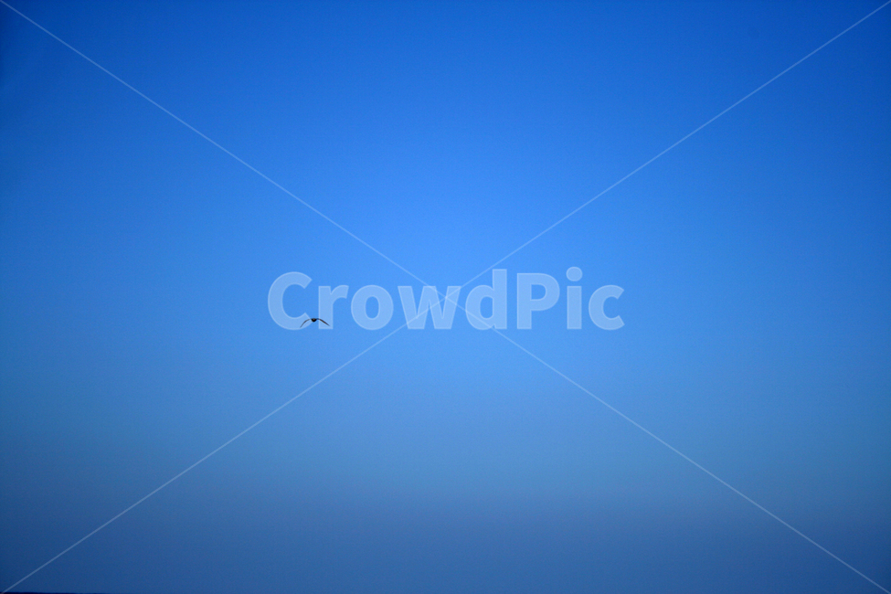 하늘,새,갈매기,조류,sky,동물,animal,조류,새,birds