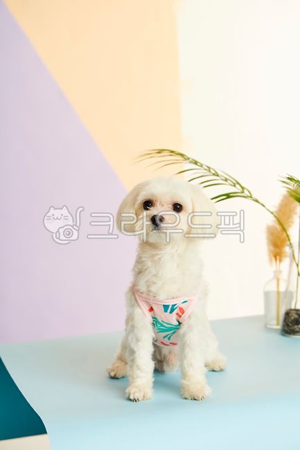puppy,albino,animal,pet dog,maltese
