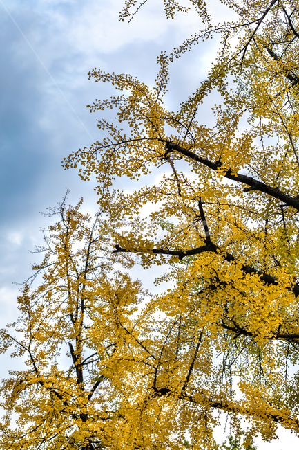 은행나무,노란색,잎,노랑잎,하늘,풍성한,가을,계절,fall,autumn,season,식물,자연,plants,nature,나무,trees,wood