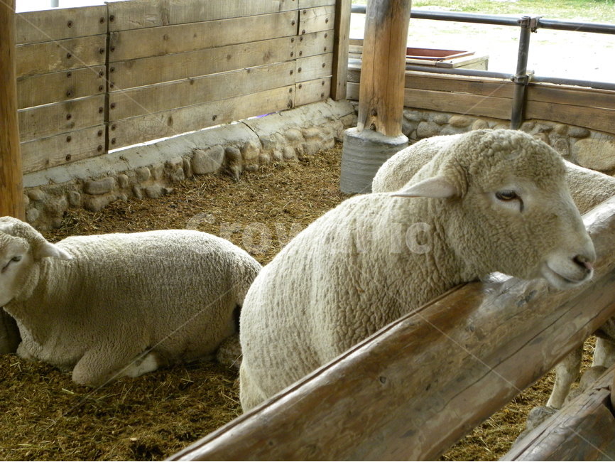 양,목장,동물,목축,sheep,farm,animal,동물,animal,포유류,mammal,산업,industry,industrial,목축업,목장,livestock farming,ranching,pasture