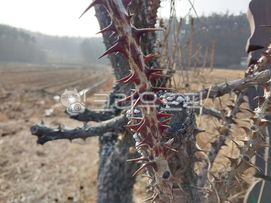 moth tree,thorn,antler,sight,moth tree thorn