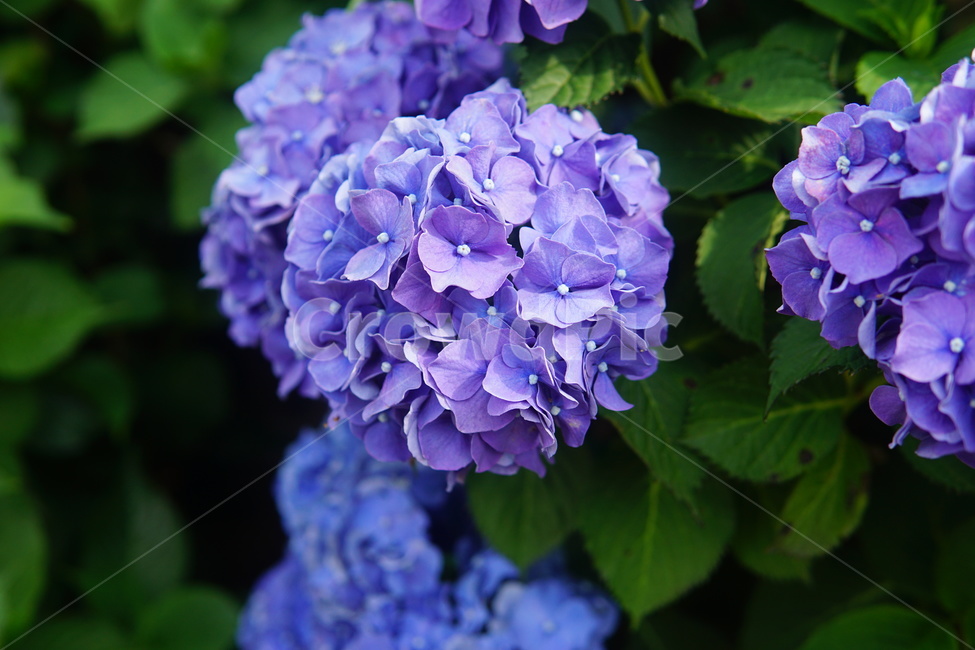 수국,꽃,flower,5월꽃,식물,plant,식물,자연,plants,nature,꽃,flower