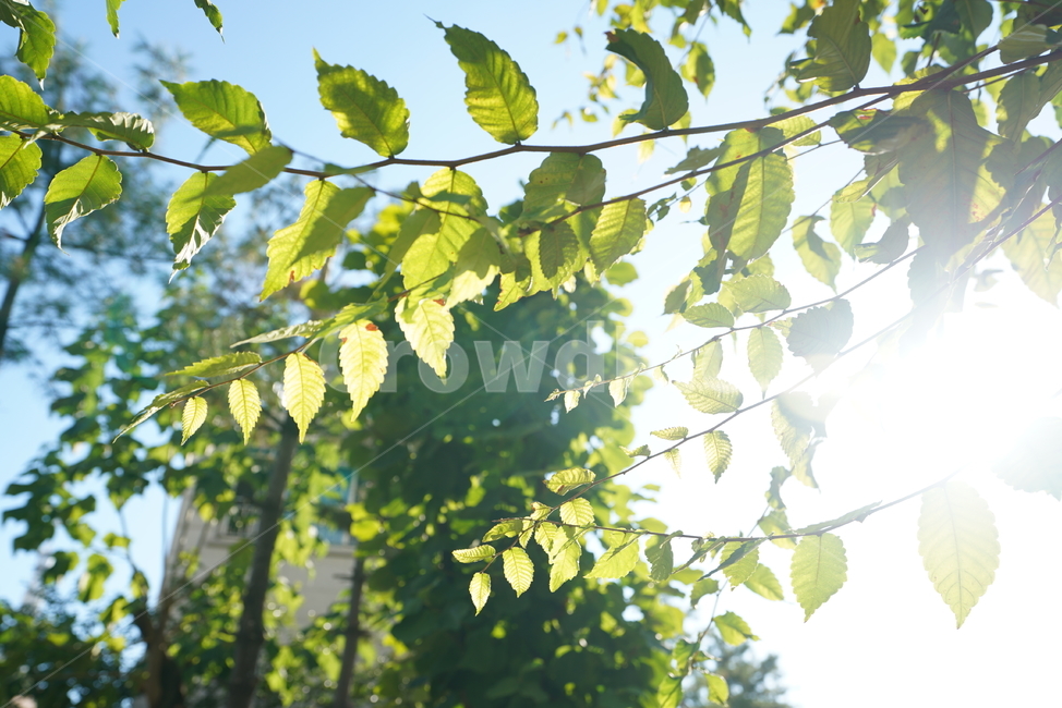 녹색,잎,그린,풍경,나무,빛,햇살,식물,생물,생명,감성,느낌,식물,자연,plants,nature