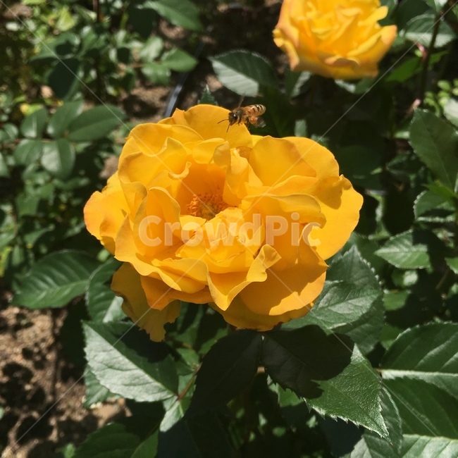 장미,꽃,노랑,노란,벌,꿀벌,노란꽃,노란장미,노랑장미,bee,rose,yellow,flower,nature,로즈,식물,자연,plants,nature,꽃,flower,동물,animal,곤충,벌레,insect,bug