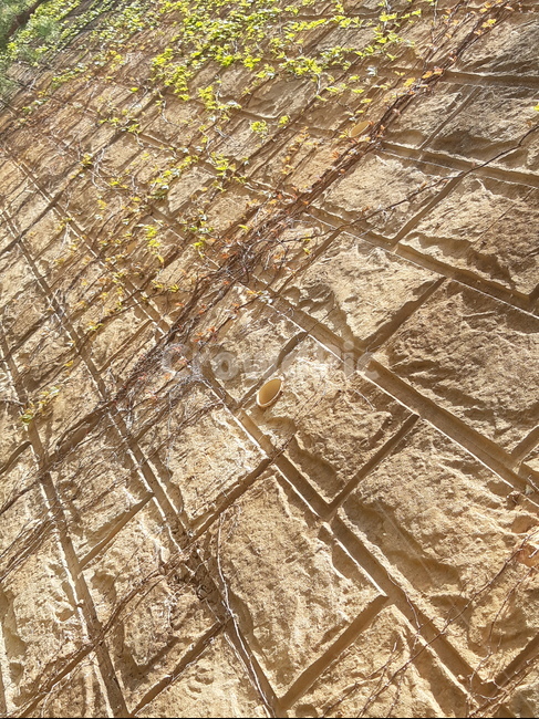 거리,봄,spring,벽,나무,풀,텍스처,질감,패턴,texture,pattern