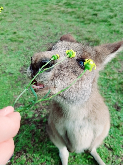 animal,wallaby,kangaroo,grass,캥거루,왈라비,동물,초원,동물,animal,포유류,mammal