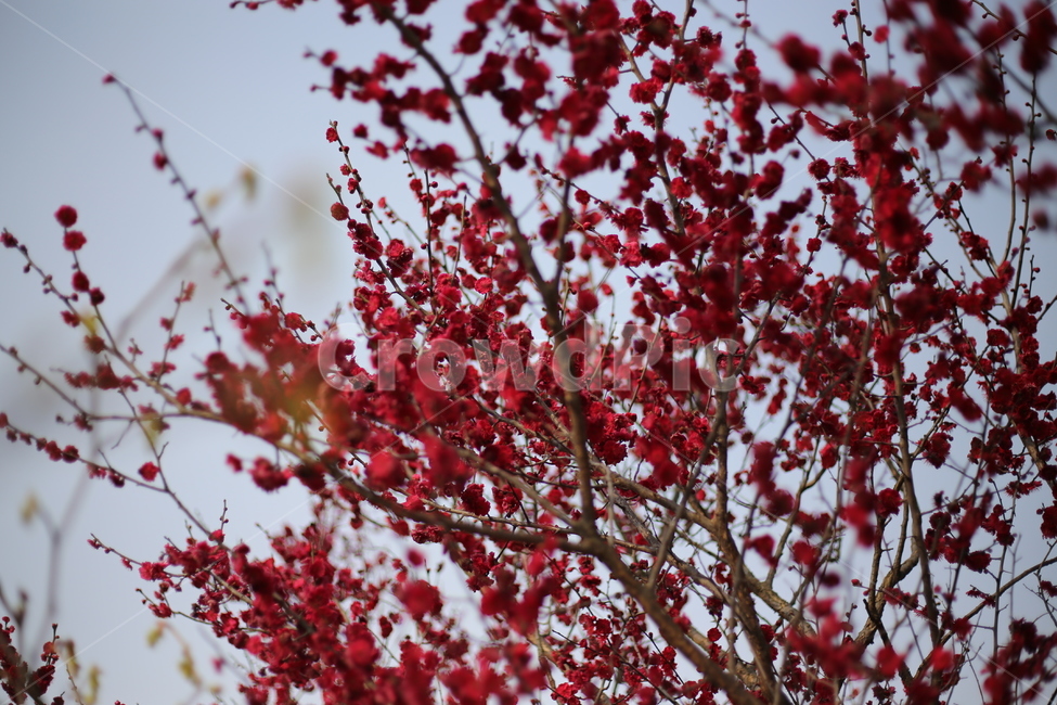 꽃,매화,식물,자연,홍매화,봄,봄,계절,spring,season,식물,자연,plants,nature,꽃,flower,plant