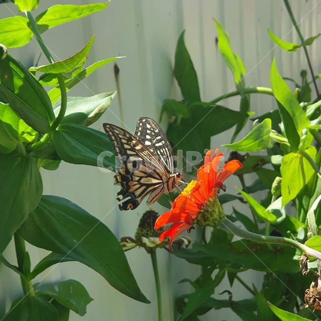 곤충,insect,animal,butterfly,plant,식물,나비,곤충,벌레,insect,bug