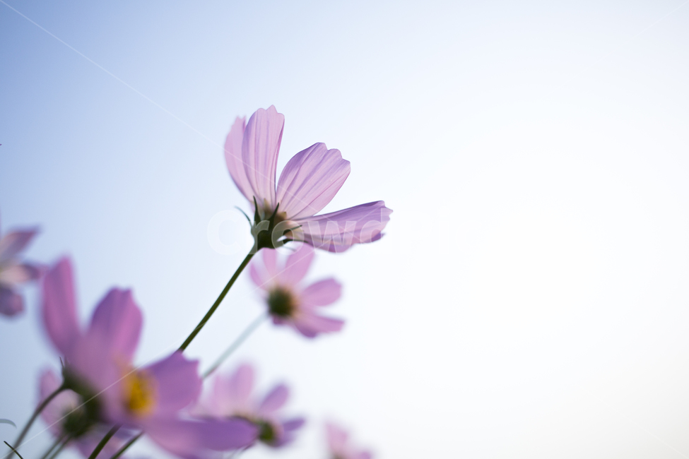 plant,식물,flower,꽃,blossom,코스모스,cosmos,가을,계절,fall,autumn,season,식물,자연,plants,nature,꽃,flower