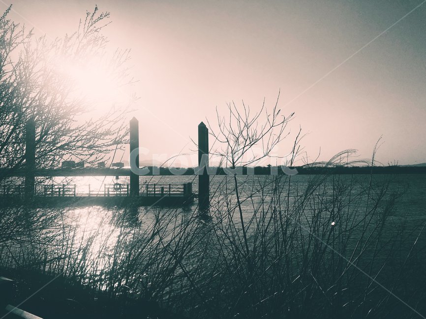 나무,감성사진,nature,outdoors,옥외,feeling,water,물,waterfront,워터프론트,dock,독,pier,교각,port,포트