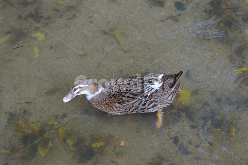 오리,물,duck,동물,animal,nature,조류