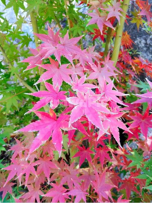 단풍,단풍잎,식물,나무,가을,빨강,red,leaf,잎,plant,tree,maple