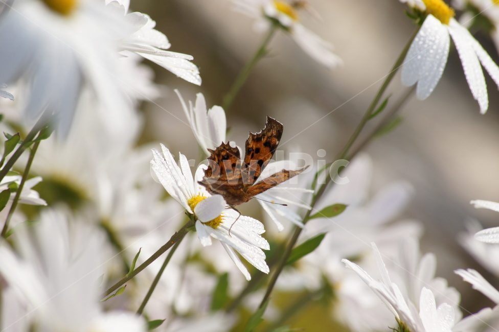 나비,꽃,향기,봄,휴식,식물,자연,plants,nature,꽃,flower,동물,animal,곤충,벌레,insect,bug