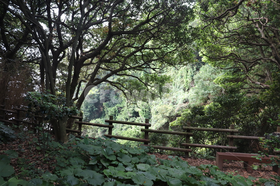 나무,숲,자연,forest,nature
