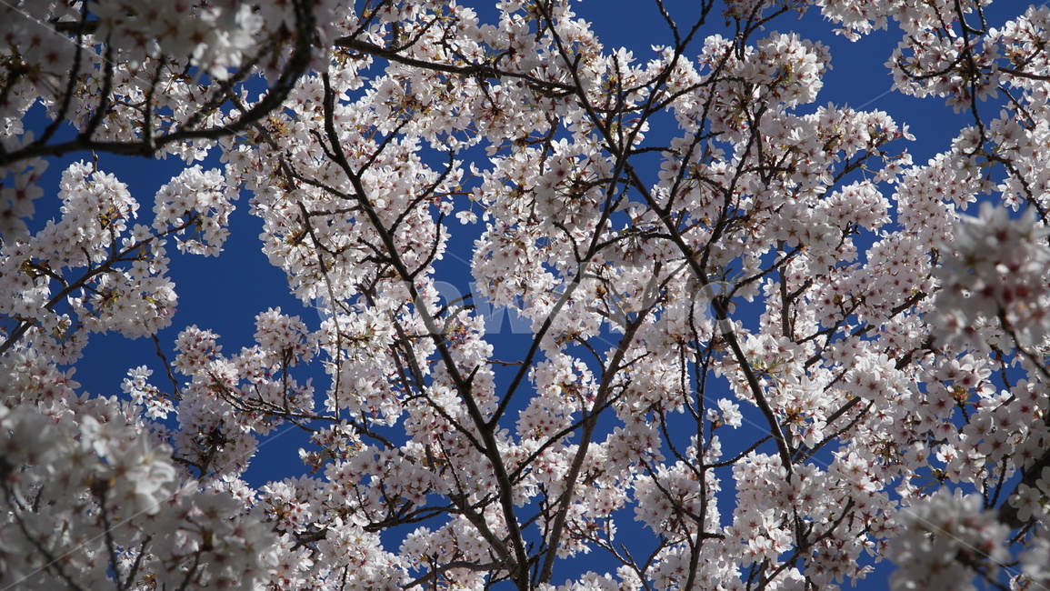 tree,spring,nature,sky,flower,branch,blossom,white,cherry,blue,bloom,branches,season,plant,trees,flowers,forest,blooming,beautiful,pink,day,벚꽃,꽃,봄,계절,spring,season,식물,자연,plants,nature,꽃,flower