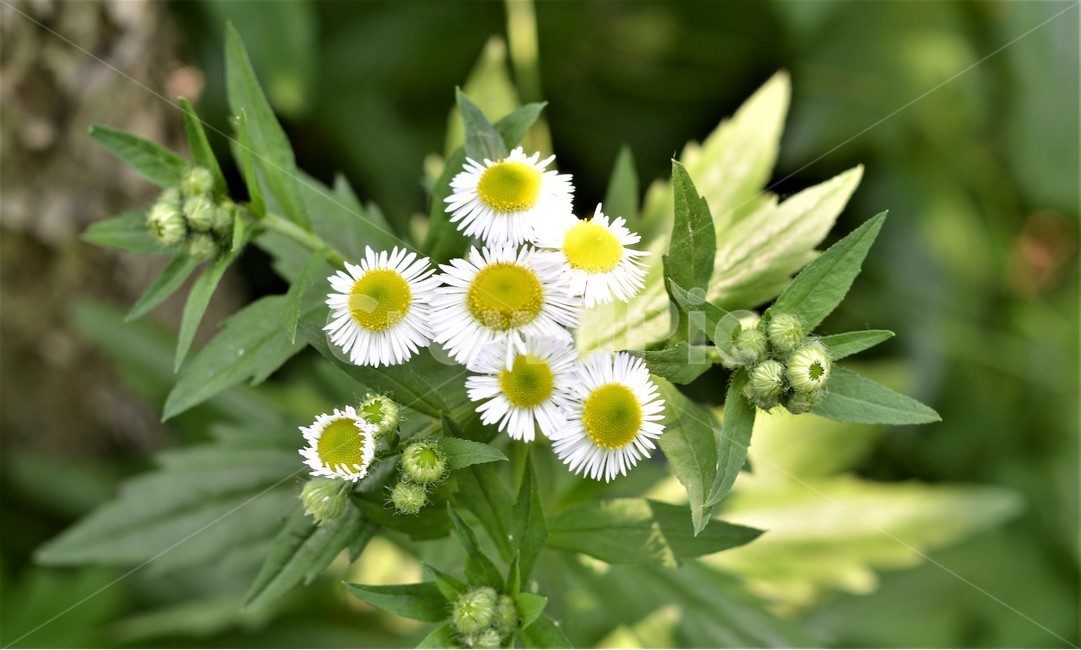 꽃,식물,자연,꽃밭,정원,식물,자연,plants,nature,꽃,flower