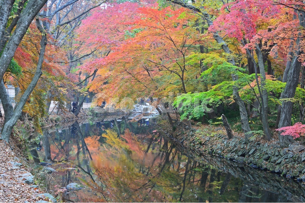 tree,나무,plant,식물,maple,leaf,잎,water,물,nature,자연,outdoors,옥외,고창,선운사,선운사가을,도솔천,가을,계절,추색,만추,단풍,반영,가을,계절,fall,autumn,season