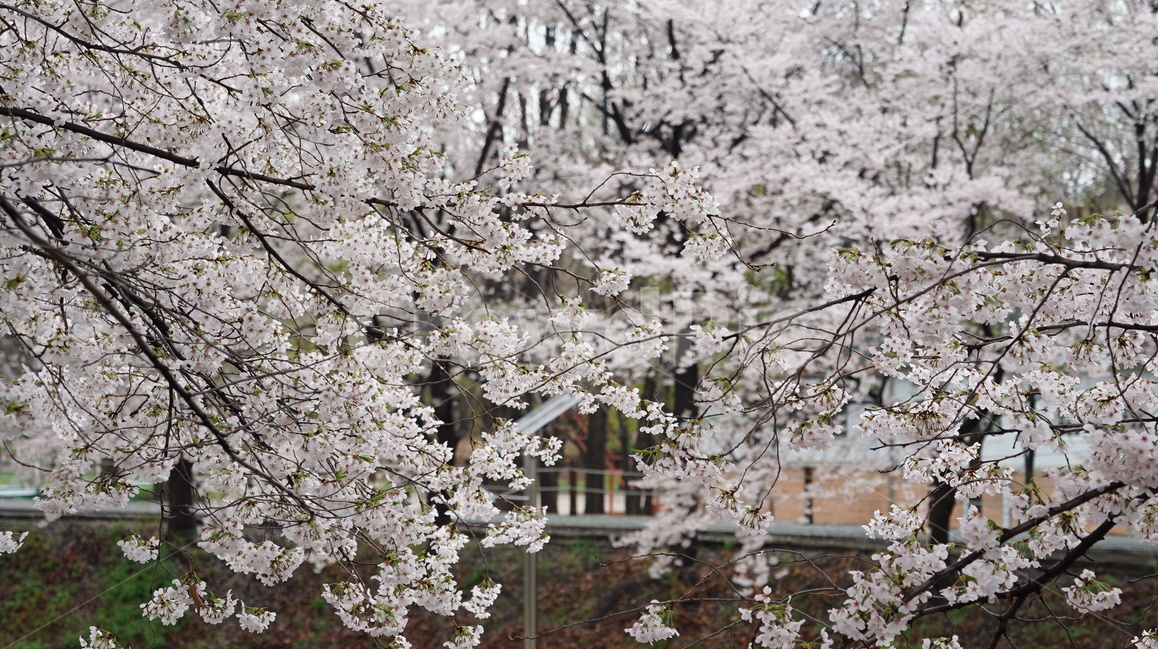 꽃,벚꽃,cherryblossom,봄,벚꽃축제,순식간,벚꽃잎,봄,계절,spring,season,식물,자연,plants,nature,꽃,flower,plant,blossom