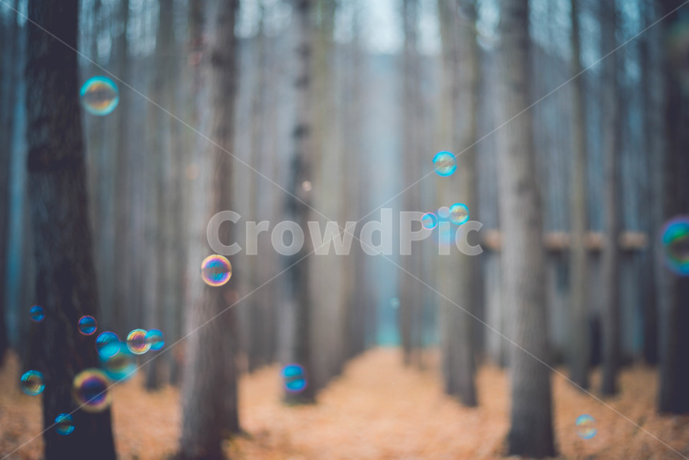 bubble,거품,비누방울,은행나무,나무,식물,식물,자연,plants,nature,나무,trees,wood