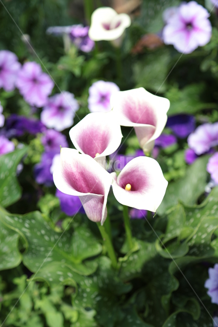 꽃,녹색,자연,꽃말,꽃들,식물,자연,plants,nature,꽃,flower