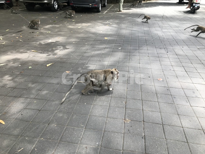 원숭이,엄마원숭이,애기원숭이,원숭이가족,달리는원숭이
