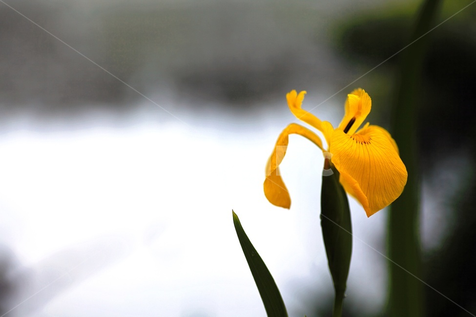 꽃,아웃포커스,노란색,초록색,노랑,초록,식물,자연,plants,nature,꽃,flower