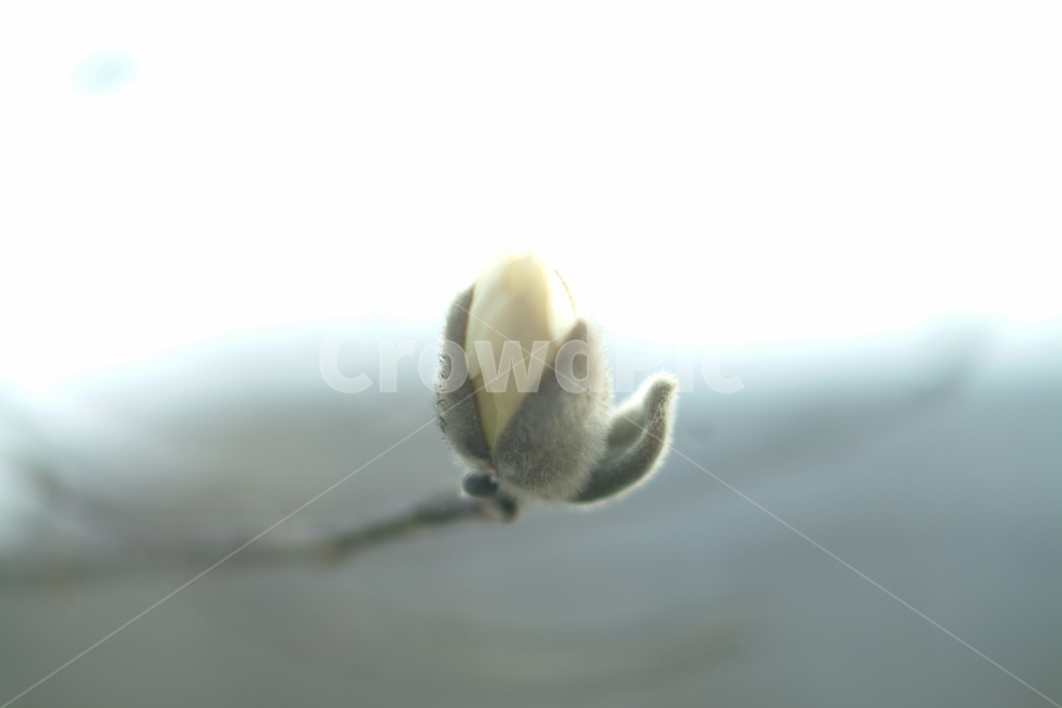 bud,싹,plant,식물,새싹,봉우리,접사,식물,자연,plants,nature