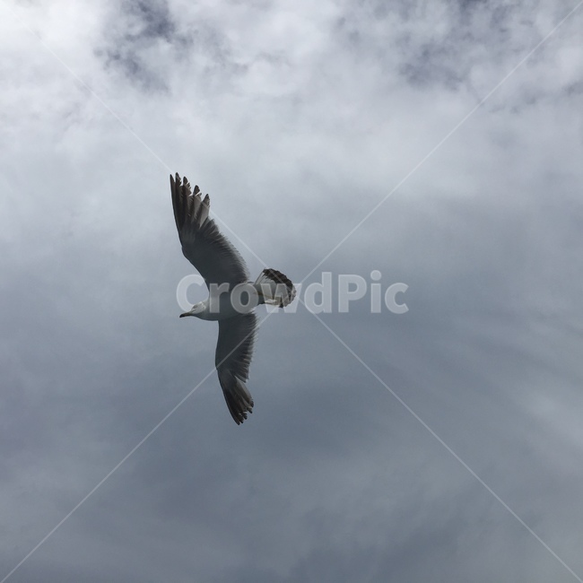 갈매기,bird,새,나는,flying,조류,새,birds
