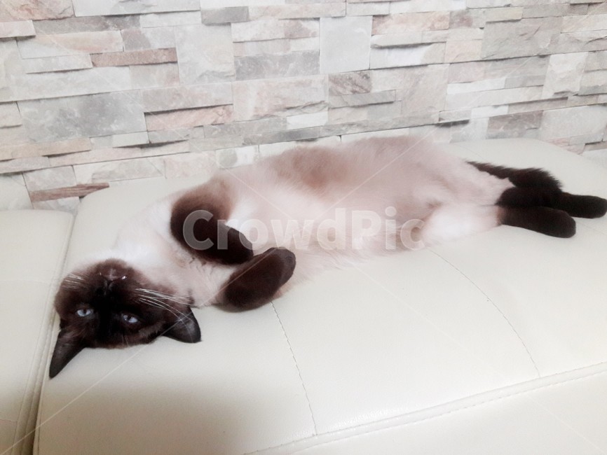 고양이,샴고양이,고양이확대범,고양이눈,반려묘,동물,animal,포유류,mammal,고양이,cat,kitten,kitty