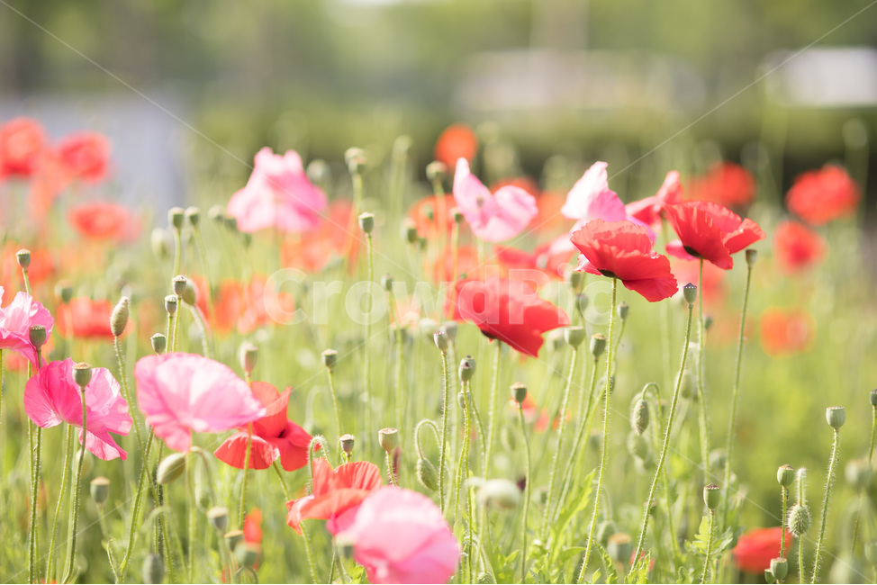 꽃,양귀비꽃,양귀비,양귀비축제,고잔역,식물,자연,plants,nature,꽃,flower