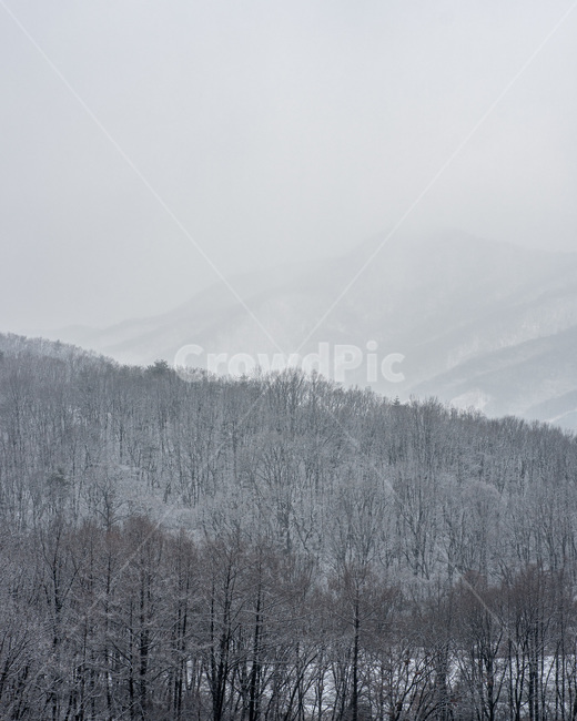 tree,식물,nature,자연,winter,겨울,산,눈,겨울,계절,winter,season,자연,풍경,nature,landscape