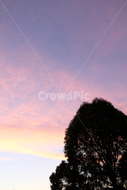 핑크,구름,감성,색감,분홍빛,보라빛,하늘,sky,cloud,film,pink,pinksky,sensible,color,노을,sensitivity,feelingofcolor,분홍,nature,자연,outdoors,옥외,풍경,나무,식물,자연,plants,nature,나무,trees,wood
