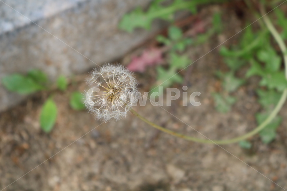 민들레씨,식물,자연,dandelion,plant,nature,seed