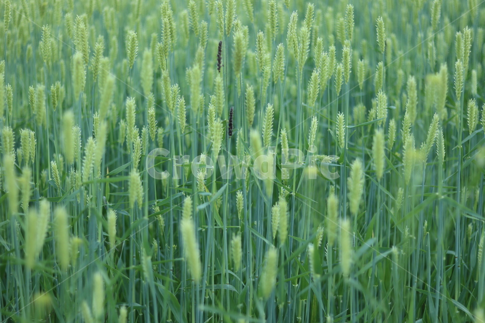 청보리,녹색,들판,봄,맑음,식물,자연,plants,nature