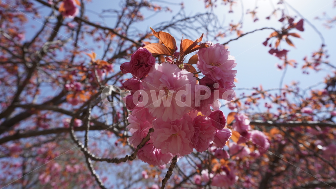 벚꽃,봄,하늘,날씨,나무,겹벚꽃,자연,봄,계절,spring,season,식물,자연,plants,nature,꽃,flower,plant,blossom,cherry blossom