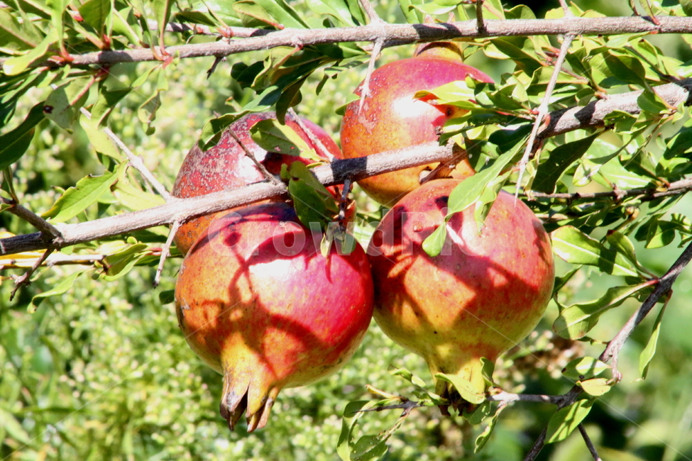 석류,과일,식물,열매,pomegranate,fruit,식물,자연,plants,nature,과일,열매,fruit