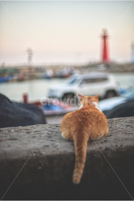 동물,고양이,바다,등대,여유,동물,animal,포유류,mammal,고양이,cat,kitten,kitty